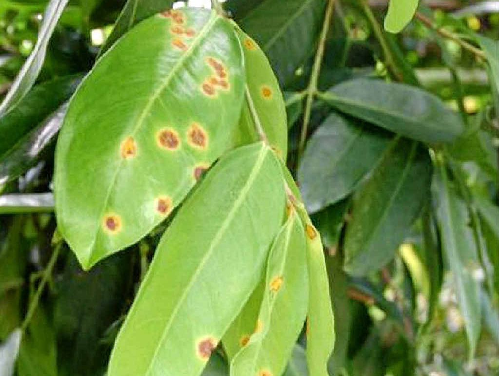 THE START: Dark spots of myrtle rust infects leaves. THE START: Dark spots of myrtle rust infects leaves.